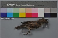 藏品(寬嘴鶲)的圖片